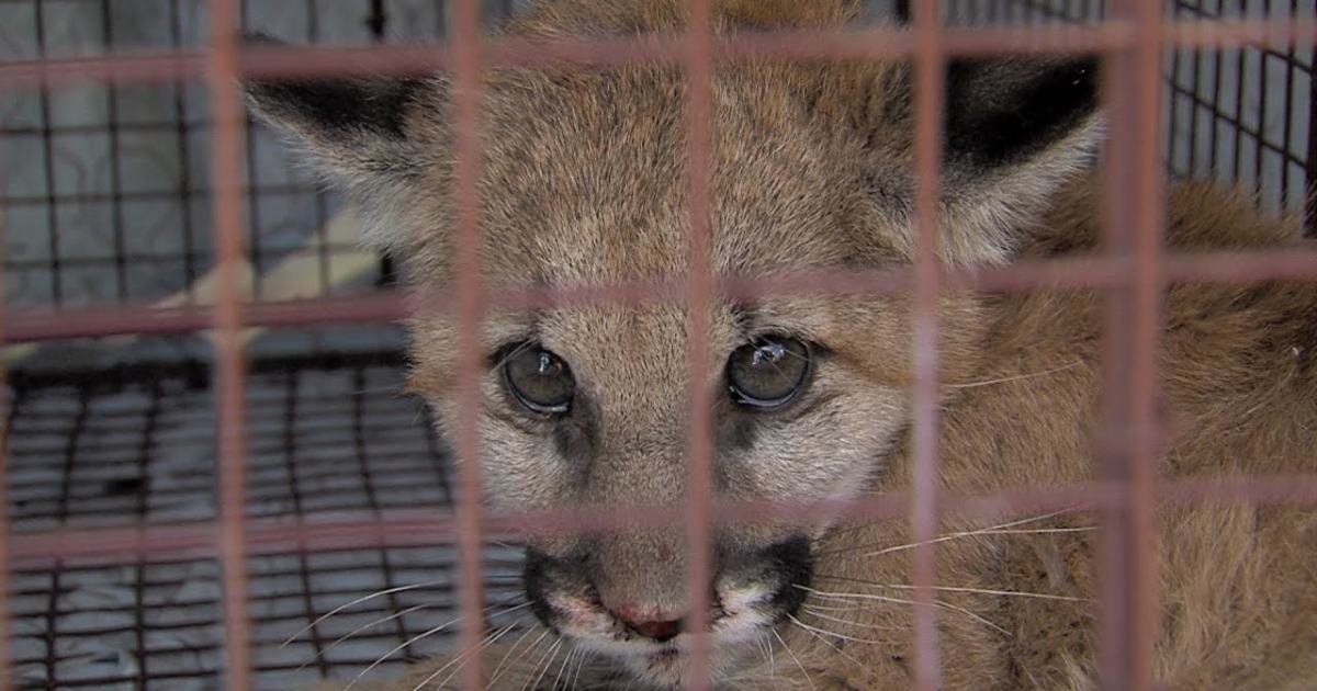 A light brown domestic kitten inside a metal cage, likely indoors with artificial lighting.