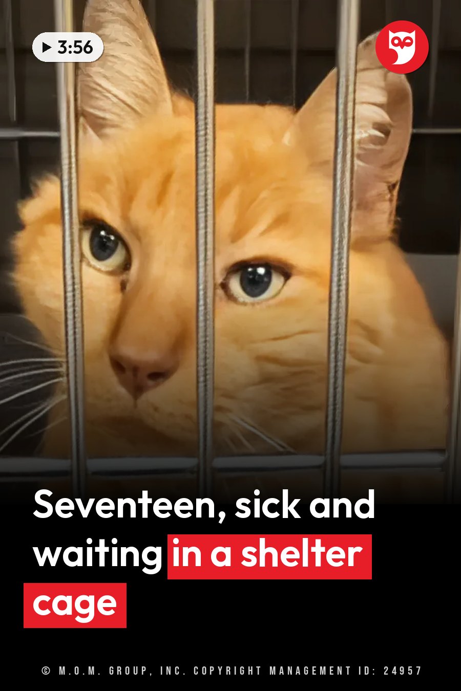 Mr. Whiskers, an orange cat, looks out through the metal bars of a cage. A headline runs in white letters across the lower third.