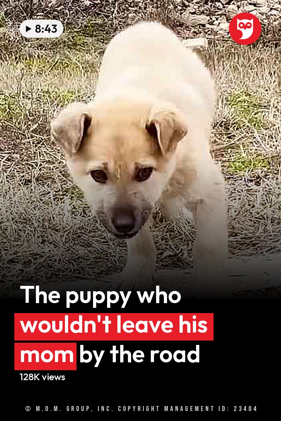 A light-colored puppy with a coat mix of beige and cream tones, floppy ears, dark eyes, possibly a Labrador Retriever or similar medium-sized dog breed, outdoors in late autumn or early spring setting with dry grass and stone paving. The headline runs in white letters across the lower third.