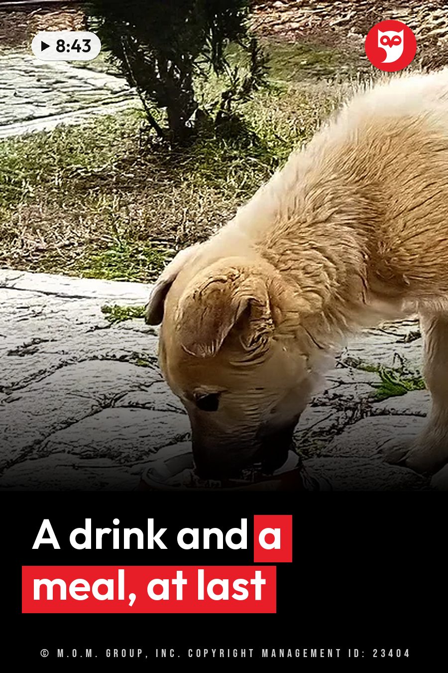 A light-colored dog drinks water from a bowl on a stone path next to grass and bushes. A headline runs in white letters across the lower third.