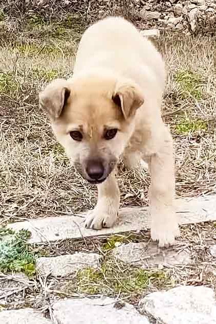 A light-colored puppy with a coat mix of beige and cream tones, floppy ears, dark eyes, possibly a Labrador Retriever or similar medium-sized dog breed, outdoors in late autumn or early spring setting with dry grass and stone paving.