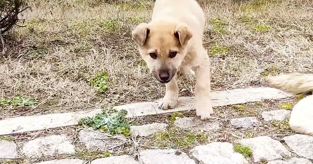 A light-colored puppy with a coat mix of beige and cream tones, floppy ears, dark eyes, possibly a Labrador Retriever or similar medium-sized dog breed, outdoors in late autumn or early spring setting with dry grass and stone paving.