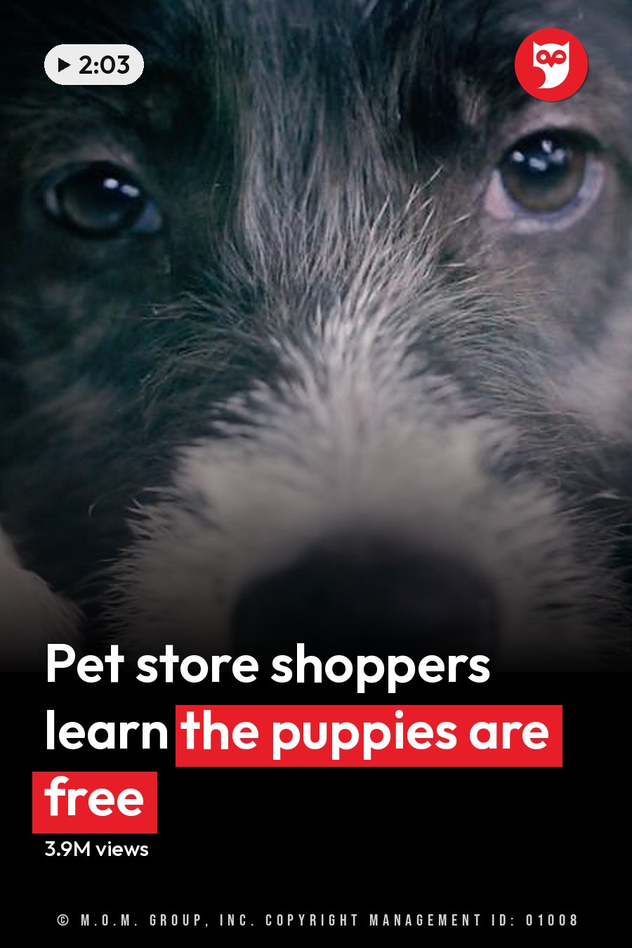 A young black-and-white Border Collie mix puppy in a softly lit indoor setting with neutral tones. The headline runs in white letters across the lower third.