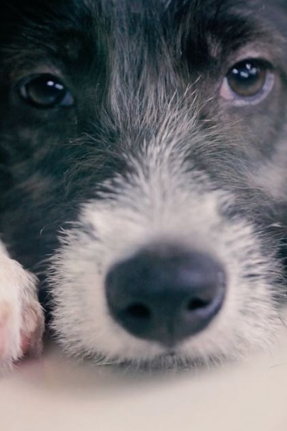 A young black-and-white Border Collie mix puppy in a softly lit indoor setting with neutral tones.
