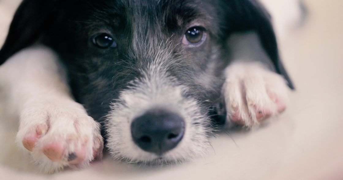 A young black-and-white Border Collie mix puppy in a softly lit indoor setting with neutral tones.