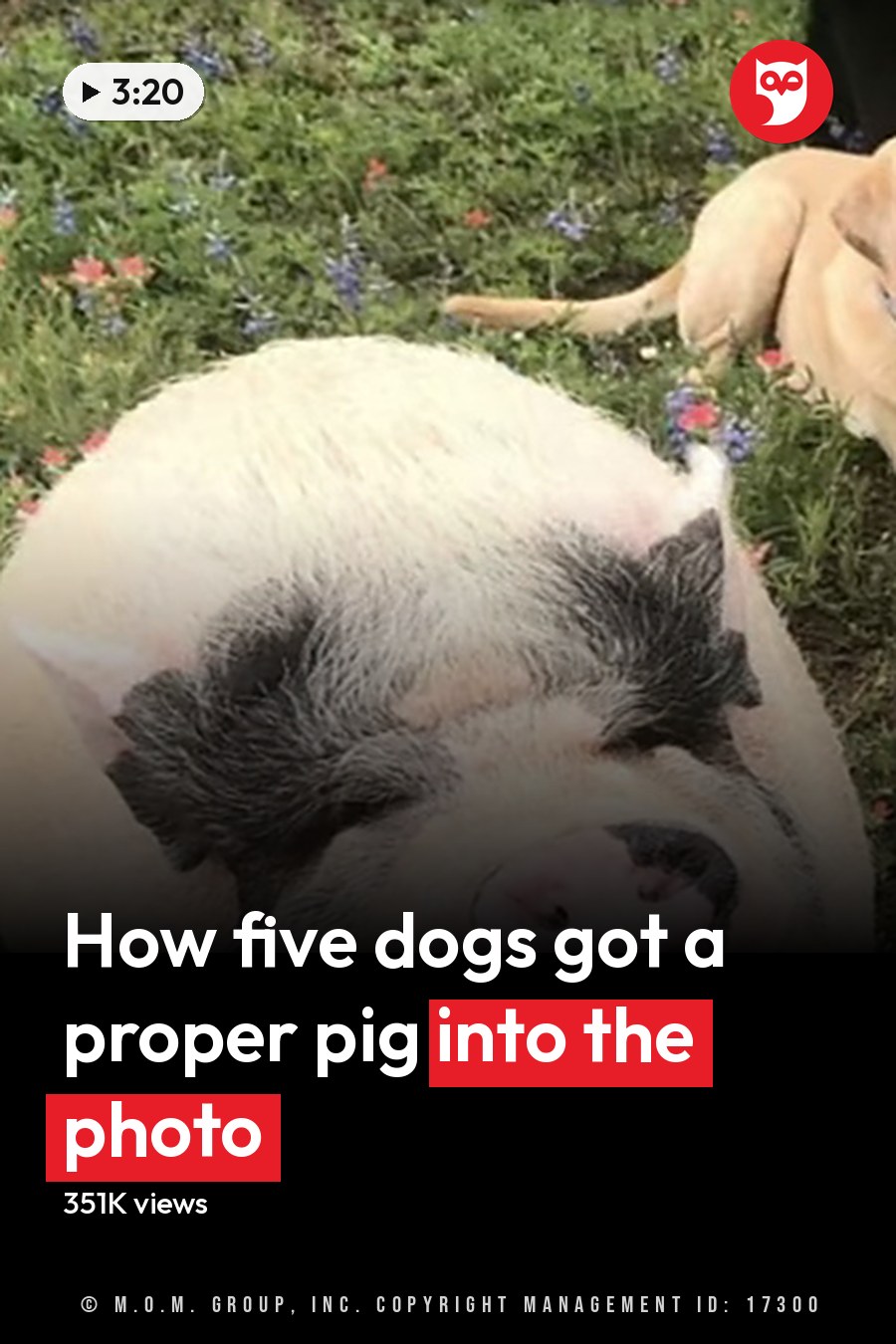 A pig with white and black markings stands in an outdoor grassy area surrounded by wildflowers during spring or summer, with a light brown dog lying down, a small white fluffy dog sitting upright, and a gray and white dog standing nearby. The headline runs in white letters across the lower third.