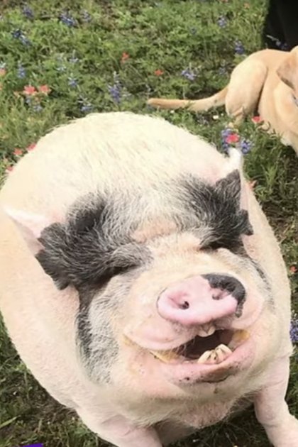 A pig with white and black markings stands in an outdoor grassy area surrounded by wildflowers during spring or summer, with a light brown dog lying down, a small white fluffy dog sitting upright, and a gray and white dog standing nearby.