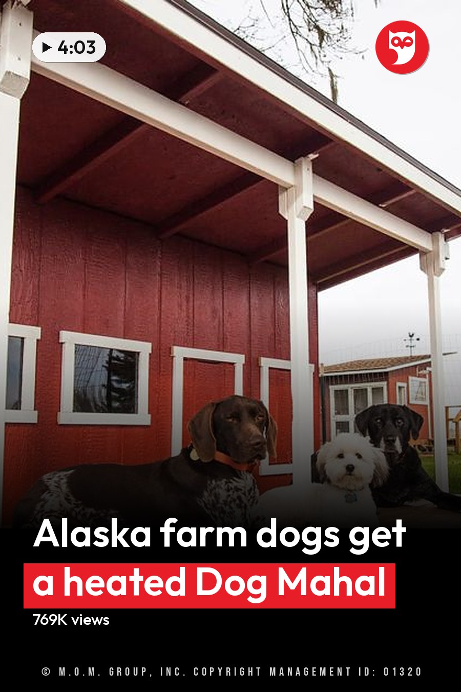 German Shorthaired Pointer, Bichon Frise, and Black Labrador Retriever dogs on a rural farm with wooden porch, red barn, wire fence, and grassy field under overcast sky. The headline runs in white letters across the lower third.