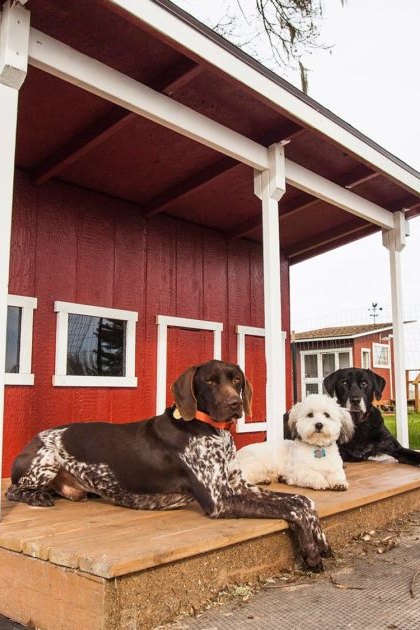 German Shorthaired Pointer, Bichon Frise, and Black Labrador Retriever dogs on a rural farm with wooden porch, red barn, wire fence, and grassy field under overcast sky.