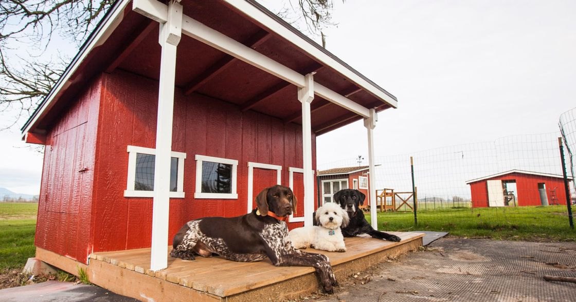 German Shorthaired Pointer, Bichon Frise, and Black Labrador Retriever dogs on a rural farm with wooden porch, red barn, wire fence, and grassy field under overcast sky.