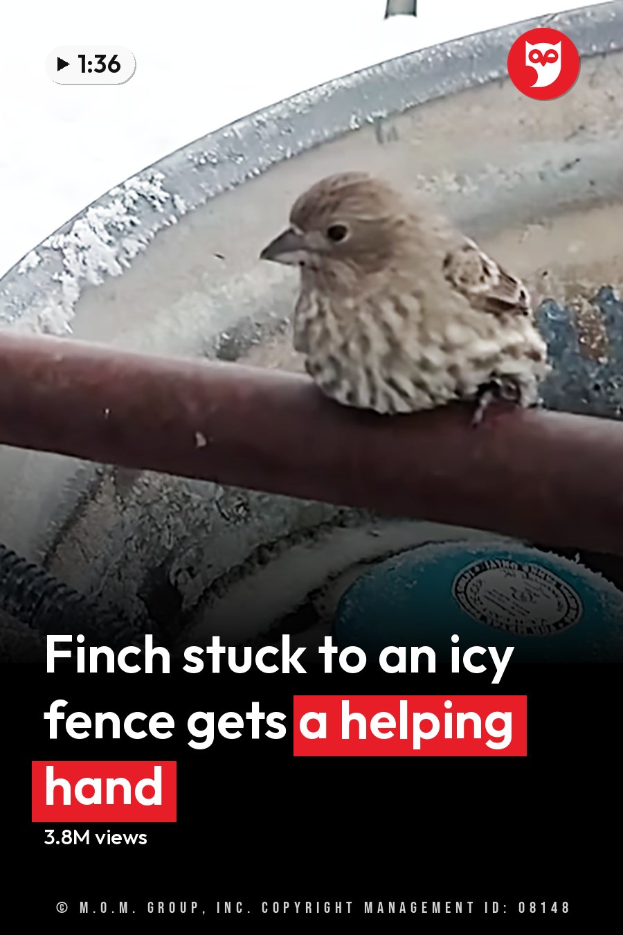A small finch with brownish plumage and white markings on its chest perched near a rusted metal bowl in a snowy outdoor setting, illuminated by natural daylight. The headline runs in white letters across the lower third.