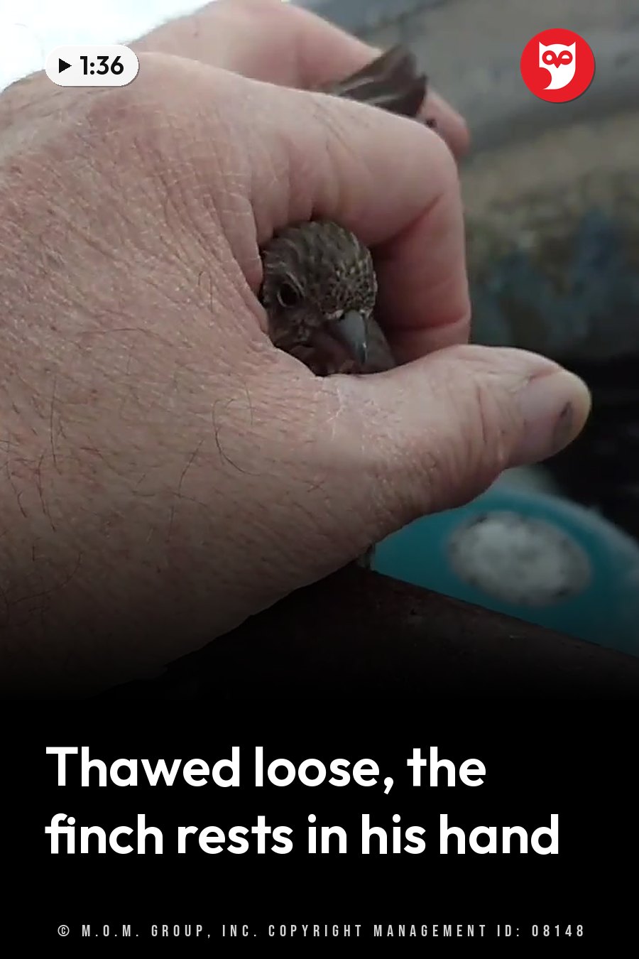 A hand holds a small brown bird with dark eyes and a dark beak, most of the bird hidden behind the fingers. A headline runs in white letters across the lower third.