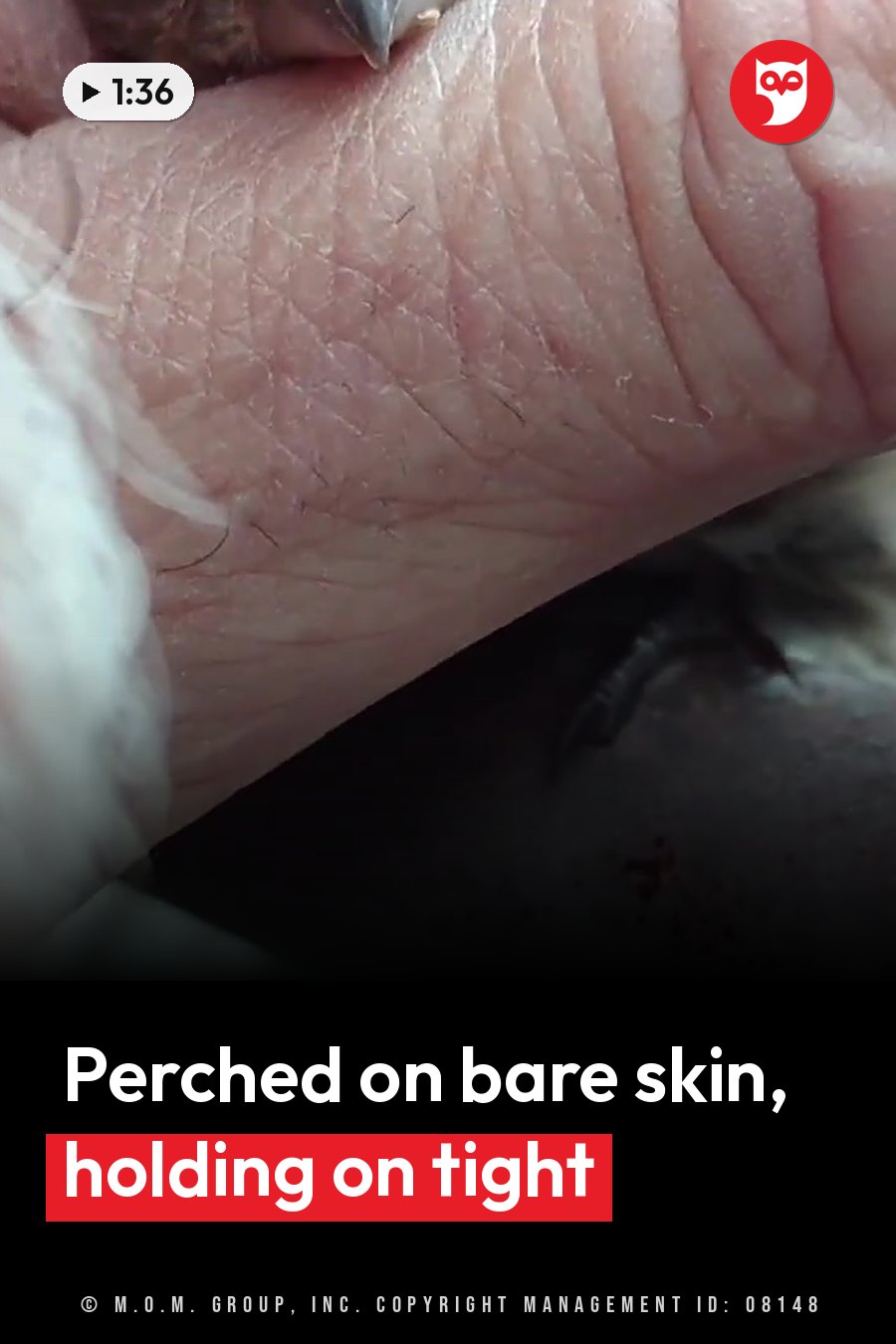 Close-up of a small bird's foot, its sharp claws gripping the skin of a human hand. A headline runs in white letters across the lower third.