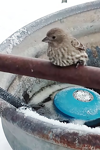 A small finch with brownish plumage and white markings on its chest perched near a rusted metal bowl in a snowy outdoor setting, illuminated by natural daylight.