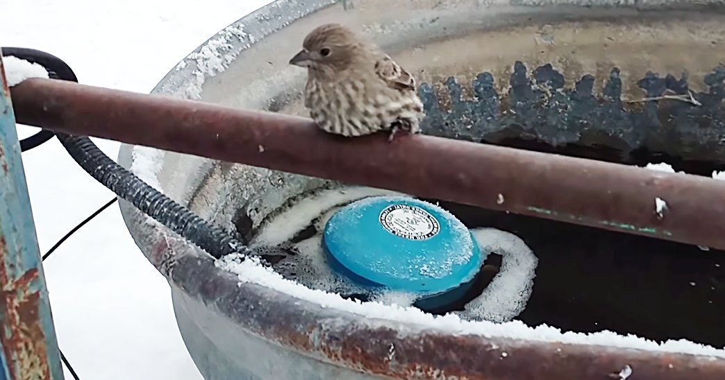 A small finch with brownish plumage and white markings on its chest perched near a rusted metal bowl in a snowy outdoor setting, illuminated by natural daylight.