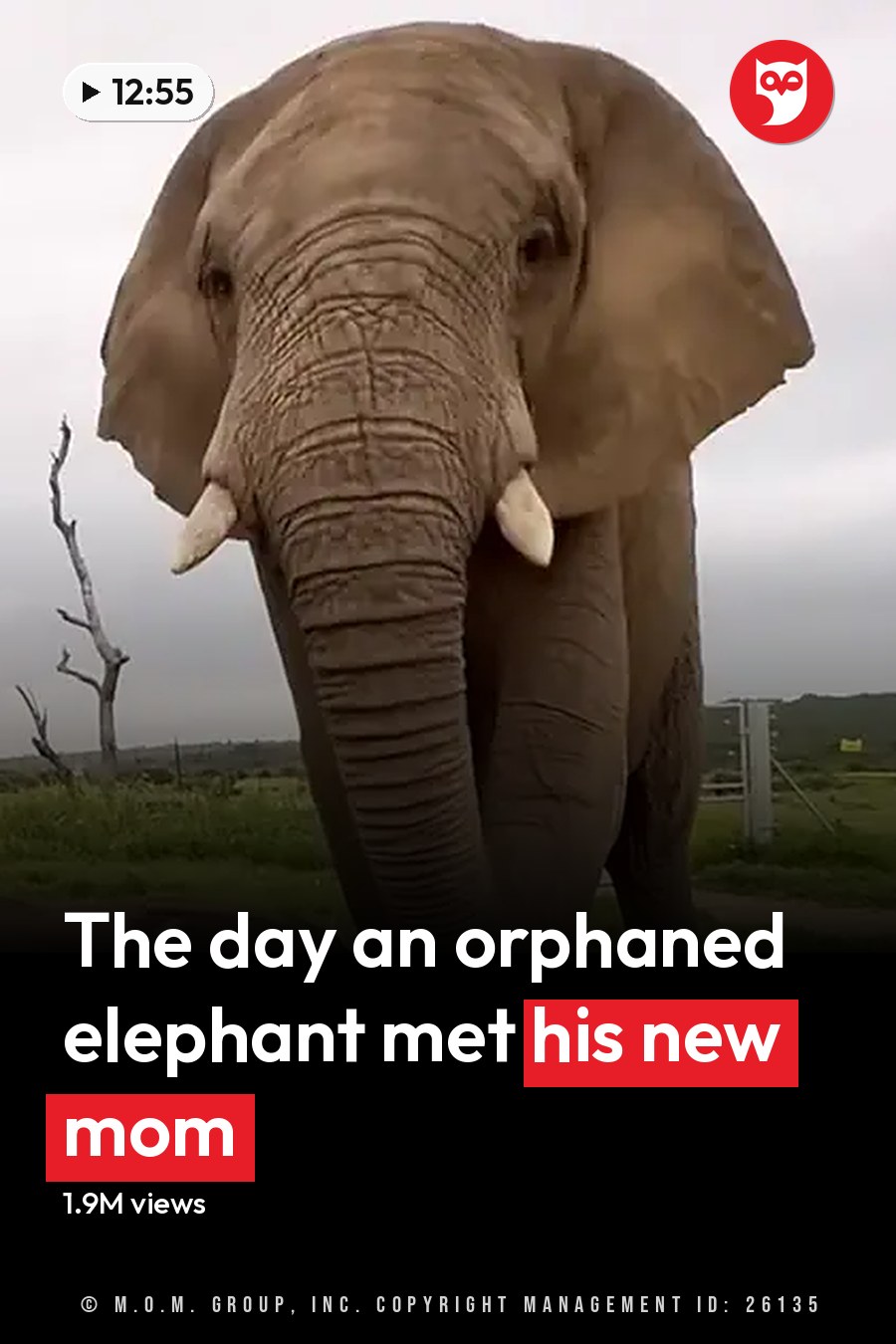 An adult female elephant with a juvenile calf in a grassy field under an overcast sky, late spring or early autumn. The headline runs in white letters across the lower third.