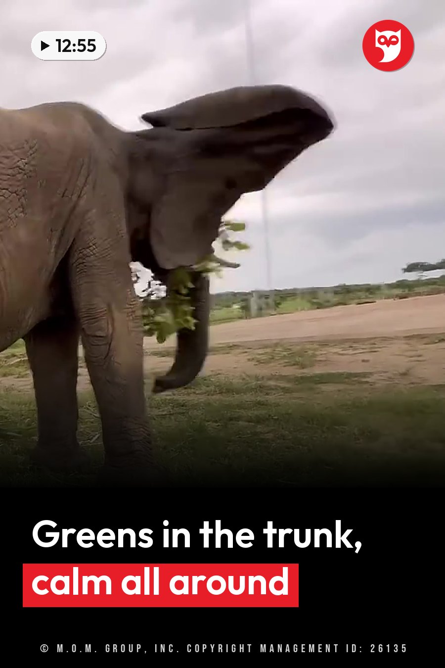 An elephant stands on grass under a cloudy sky, holding green leaves in the trunk. A headline runs in white letters across the lower third.