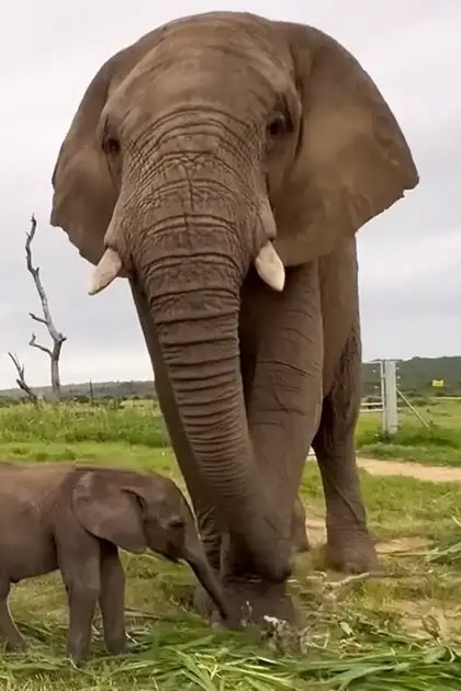 An adult female elephant with a juvenile calf in a grassy field under an overcast sky, late spring or early autumn.