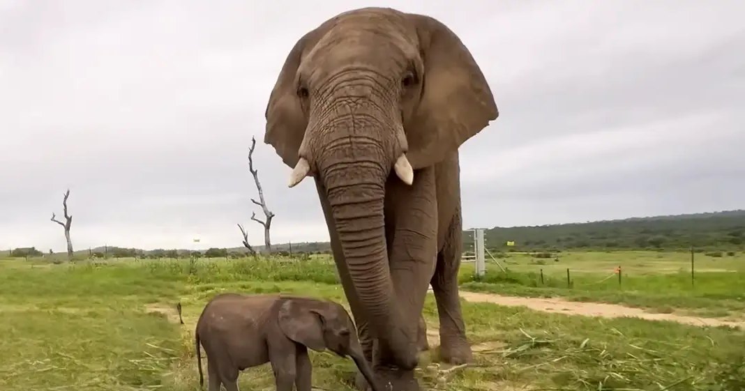 An adult female elephant with a juvenile calf in a grassy field under an overcast sky, late spring or early autumn.