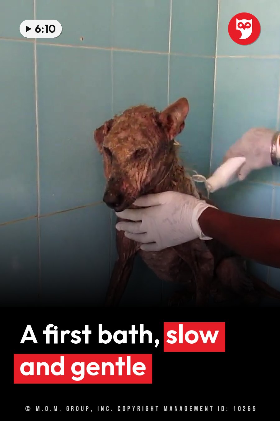A person wearing gloves holds a small dog with matted fur while washing her with water in a tiled room. A headline runs in white letters across the lower third.