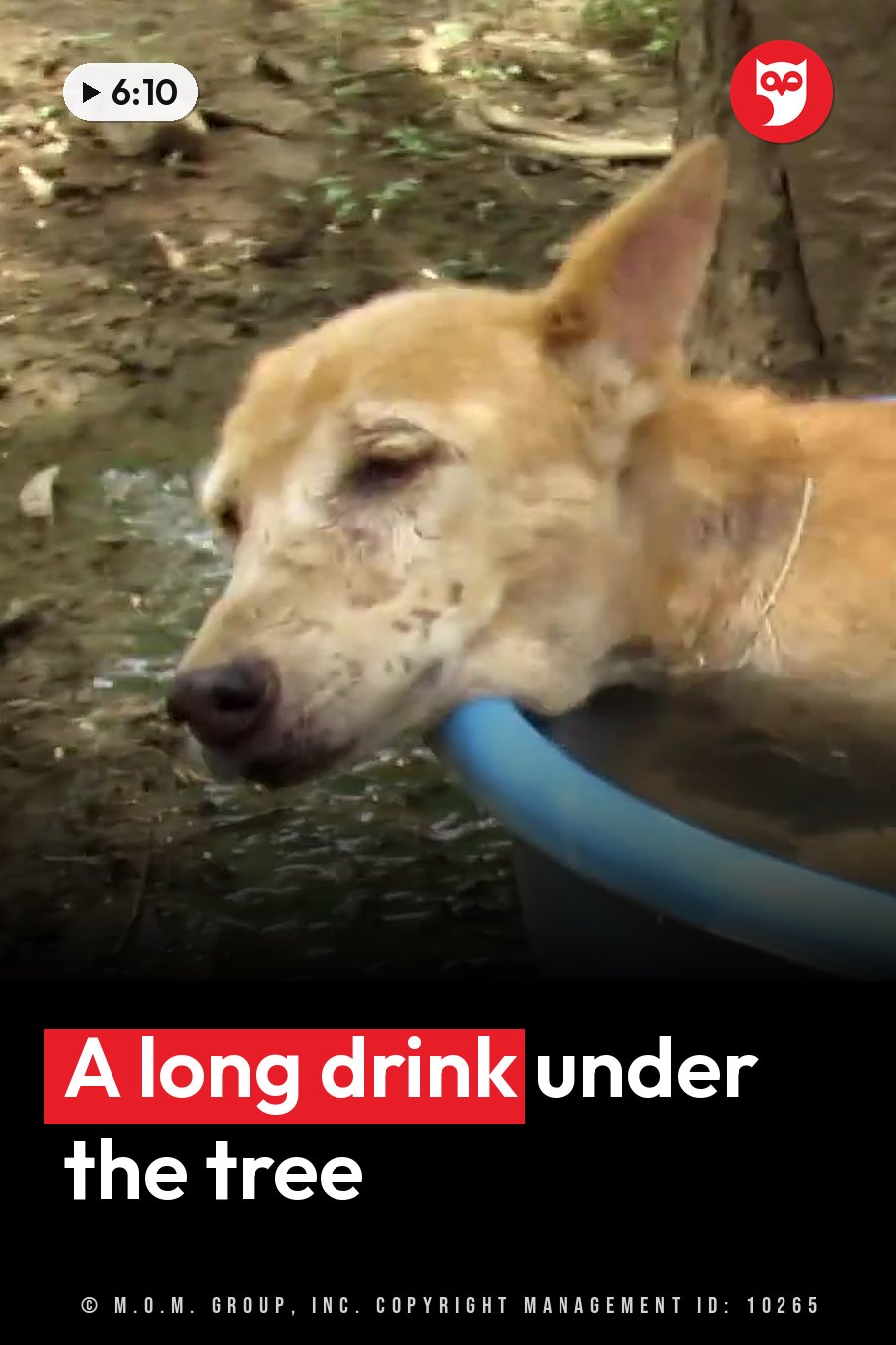A light brown dog with dirt on her face drinks water from a blue plastic bucket near a tree. A headline runs in white letters across the lower third.