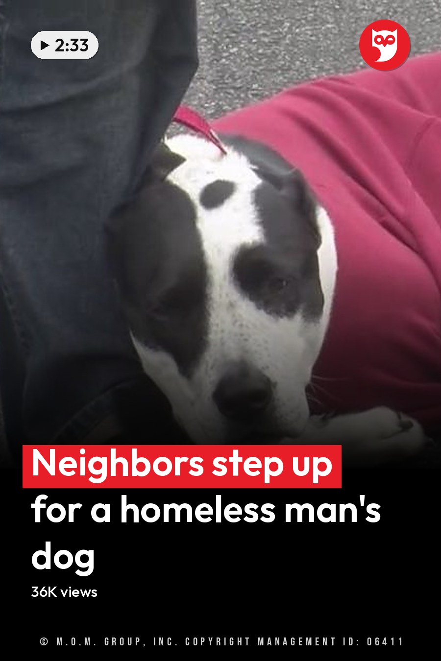A dog, possibly a Great Dane or similar large breed with a black and white coat pattern, lying down outdoors. A red garment draped over the dog's back is visible. The headline runs in white letters across the lower third.