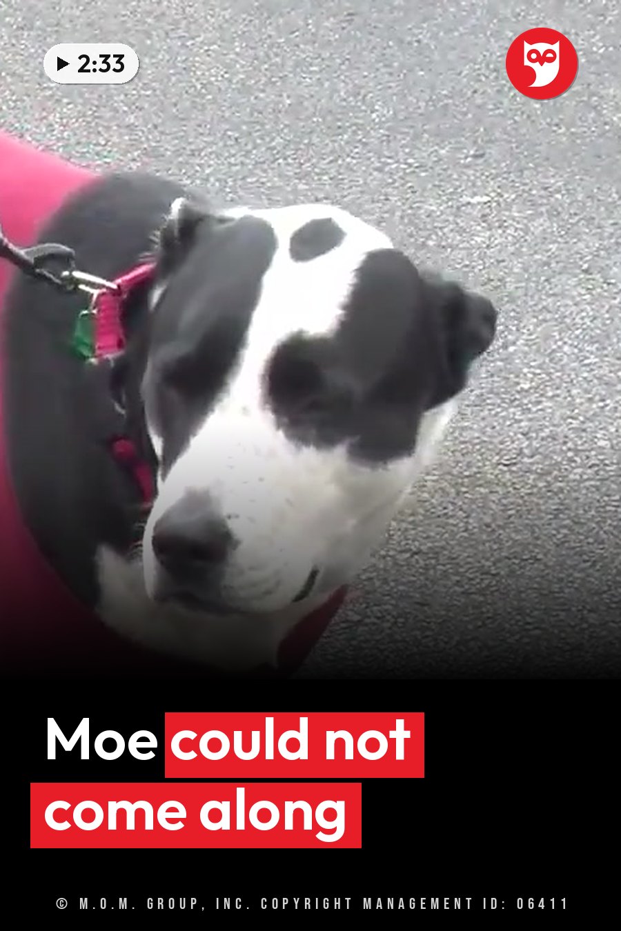 A black-and-white dog in a red harness stands on pavement, looking up with head tilted slightly to one side. A headline runs in white letters across the lower third.