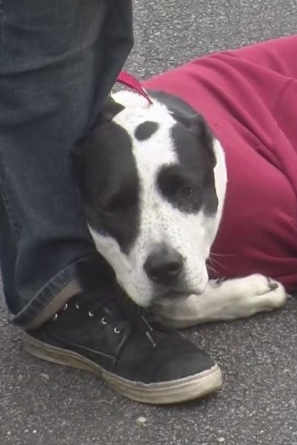 A dog, possibly a Great Dane or similar large breed with a black and white coat pattern, lying down outdoors. A red garment draped over the dog's back is visible.