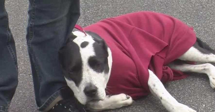 A dog, possibly a Great Dane or similar large breed with a black and white coat pattern, lying down outdoors. A red garment draped over the dog's back is visible.