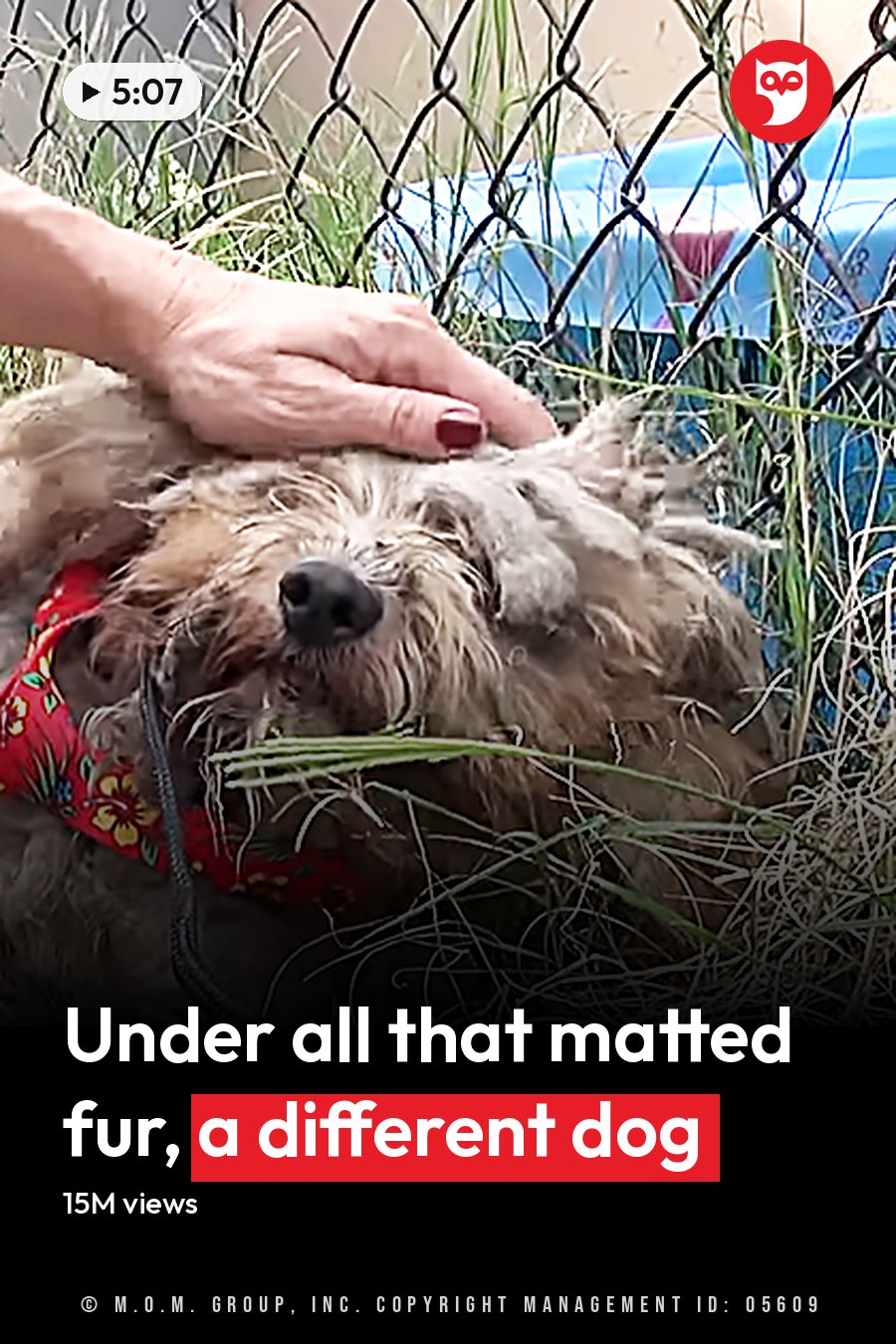An older dog with long, matted brown fur near a fence, petted by two adults; setting suggests spring or summer day. The headline runs in white letters across the lower third.