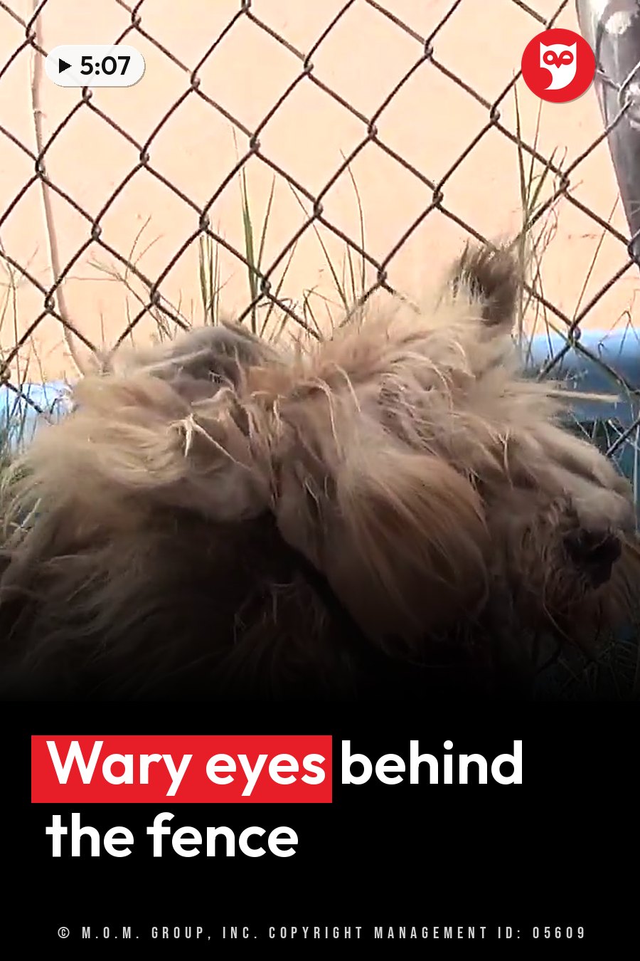 A shaggy light brown dog peers through a chain-link fence, partly hidden by tall grass. A headline runs in white letters across the lower third.