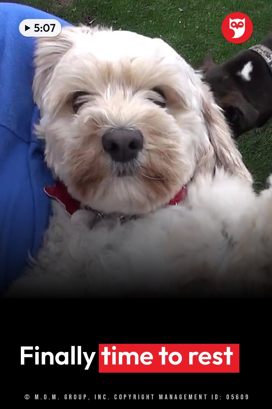 A fluffy white dog with a red collar rests on a blue surface near grass, eyes half closed. A headline runs in white letters across the lower third.