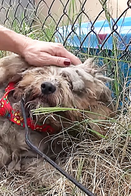 An older dog with long, matted brown fur near a fence, petted by two adults; setting suggests spring or summer day