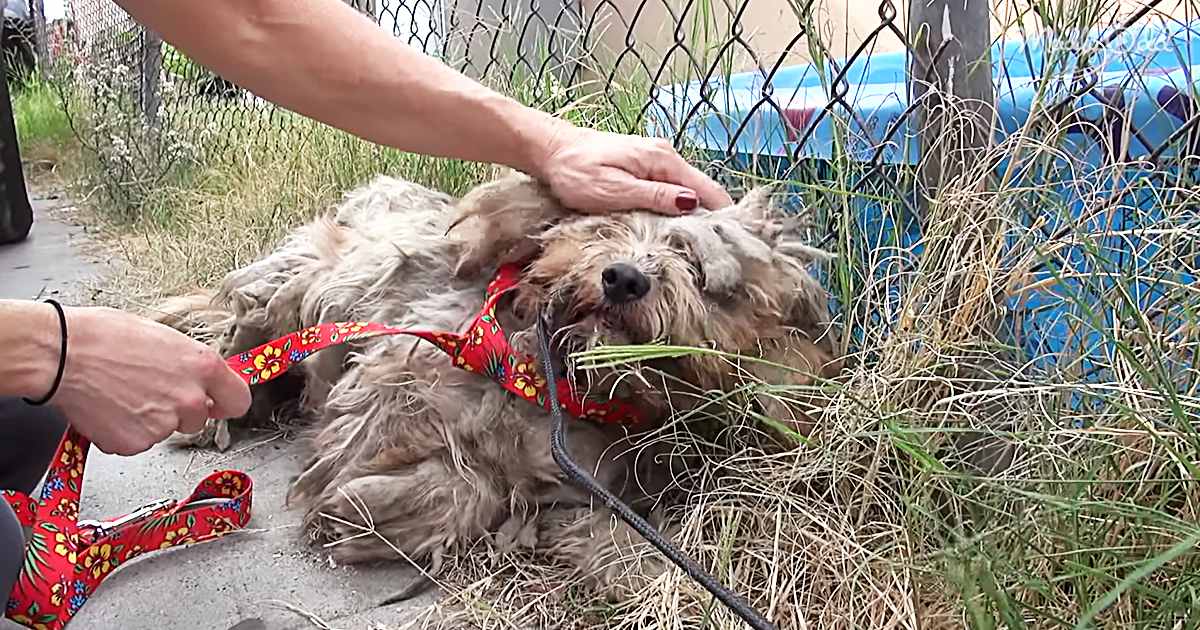 An older dog with long, matted brown fur near a fence, petted by two adults; setting suggests spring or summer day
