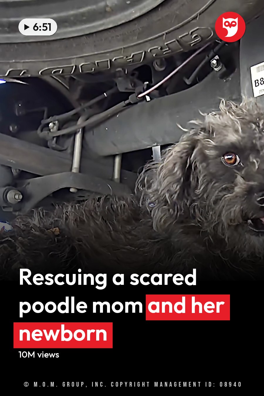 An adult male singer interacting with a gray poodle lying under an auto repair shop's vehicle, suggesting daytime. The headline runs in white letters across the lower third.