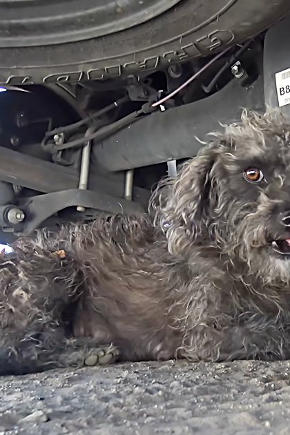 An adult male singer interacting with a gray poodle lying under an auto repair shop's vehicle, suggesting daytime.