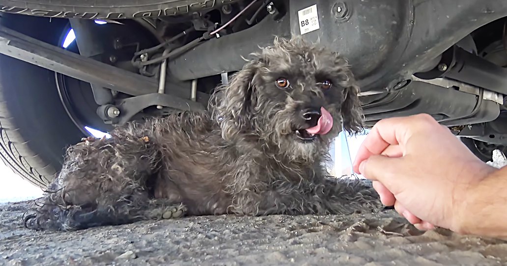 An adult male singer interacting with a gray poodle lying under an auto repair shop's vehicle, suggesting daytime.