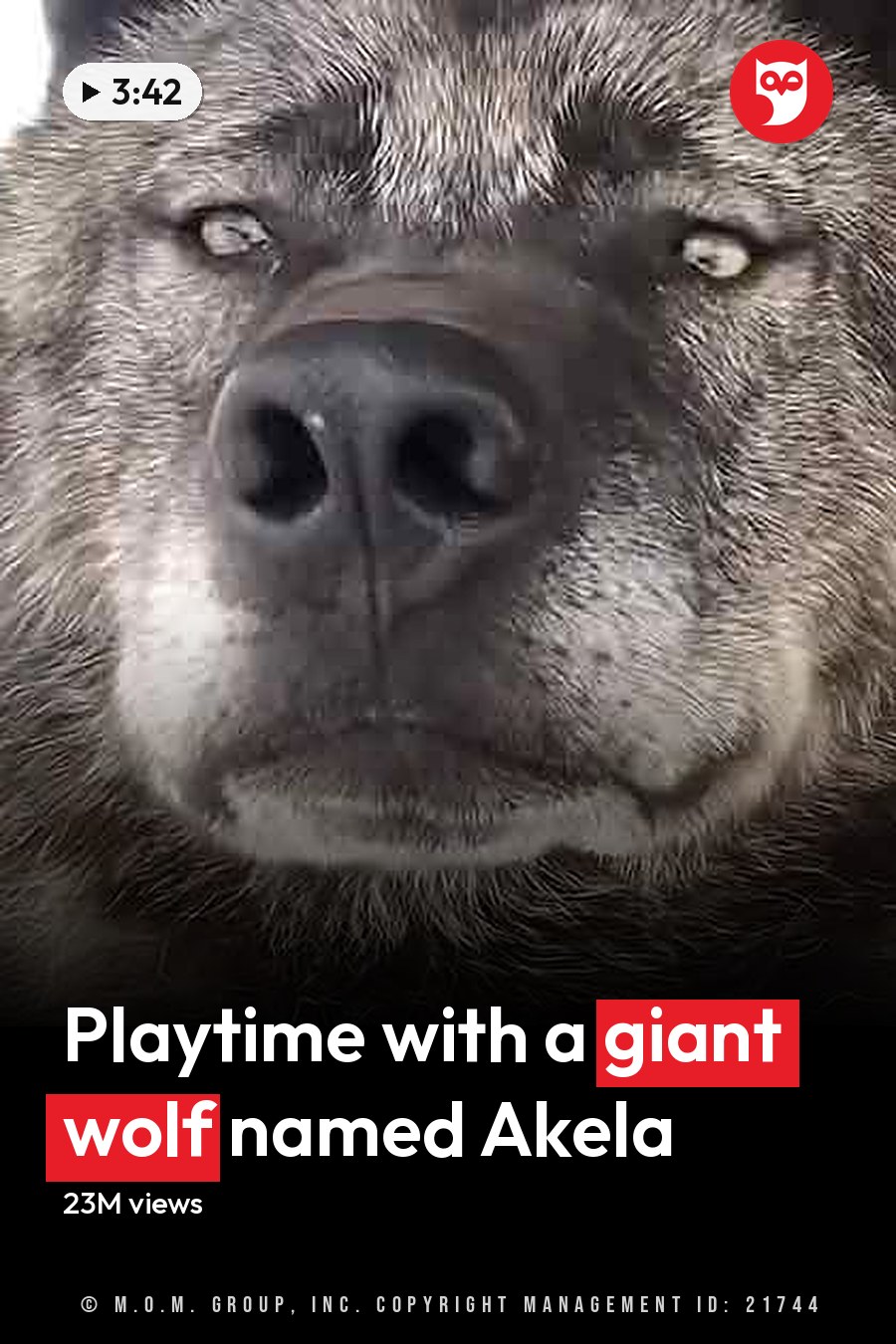 A large gray wolf in an indoor enclosure, with a young adult male wearing a dark green hooded jacket with white drawstrings standing nearby. The headline runs in white letters across the lower third.
