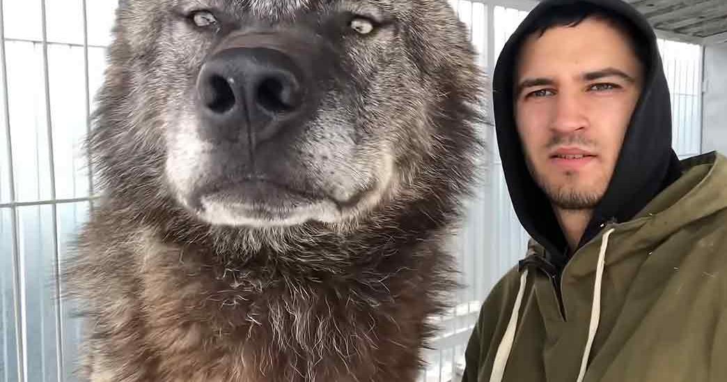 A large gray wolf in an indoor enclosure, with a young adult male wearing a dark green hooded jacket with white drawstrings standing nearby.