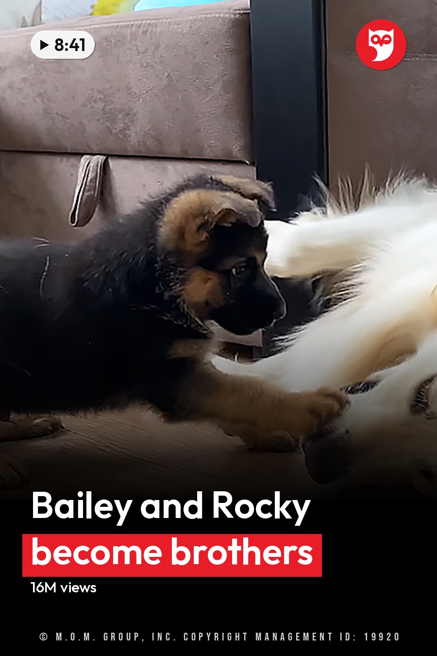 A playful puppy, likely a German Shepherd, interacts with an adult golden retriever on a beige sofa in a bright living room. The headline runs in white letters across the lower third.