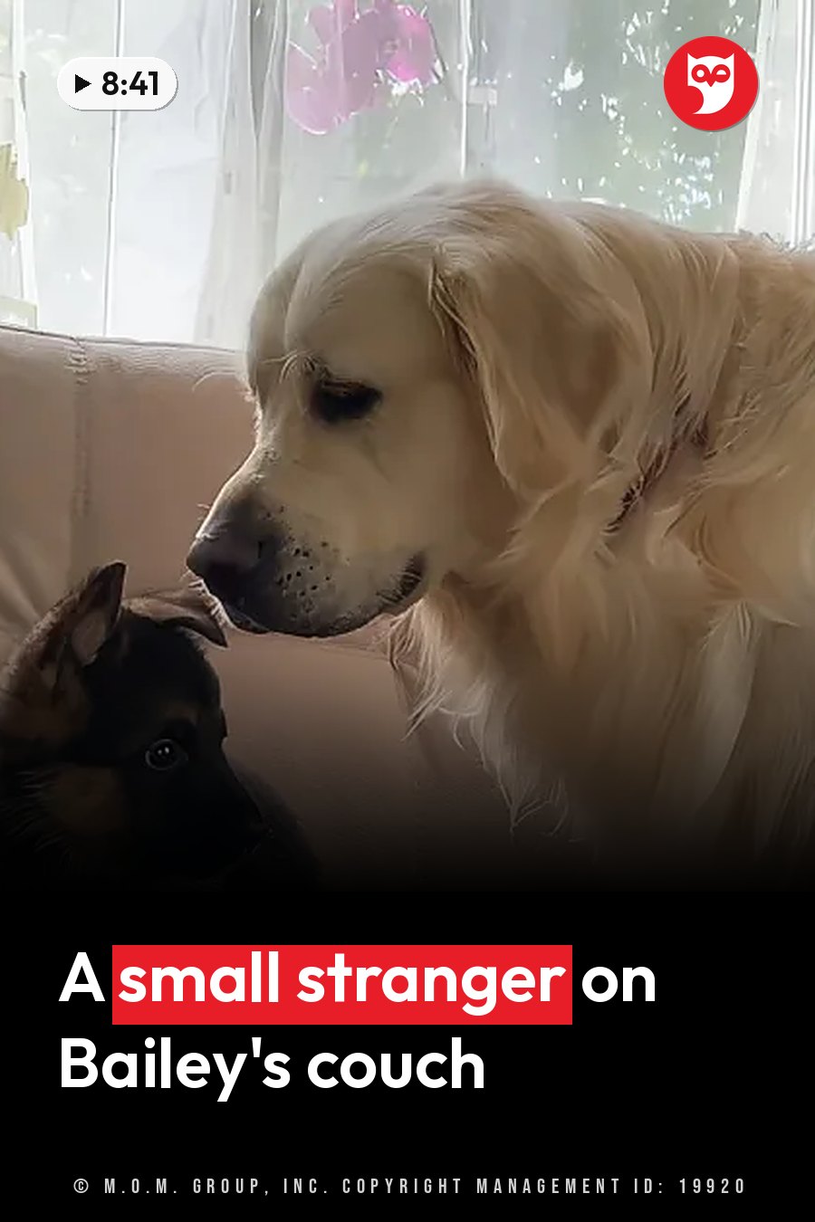 A large golden dog and a small black-and-tan dog sit together on a couch near a window. A headline runs in white letters across the lower third.