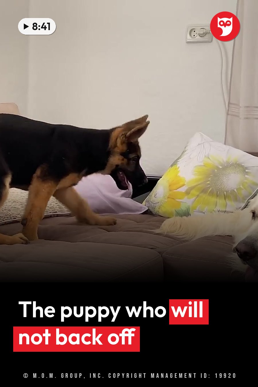 A black-and-tan puppy stands on a couch by a sunflower pillow, facing another dog lying down nearby. A headline runs in white letters across the lower third.