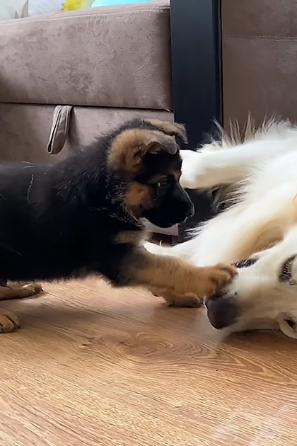 A playful puppy, likely a German Shepherd, interacts with an adult golden retriever on a beige sofa in a bright living room.