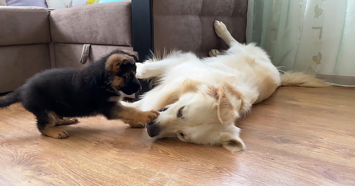 A playful puppy, likely a German Shepherd, interacts with an adult golden retriever on a beige sofa in a bright living room.