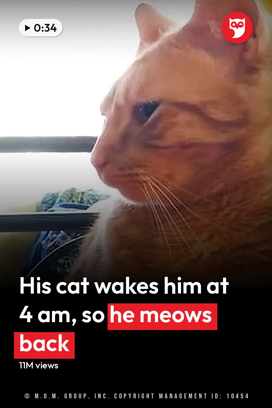 An adult male interacting with an orange tabby cat in a home setting during daytime. The headline runs in white letters across the lower third.
