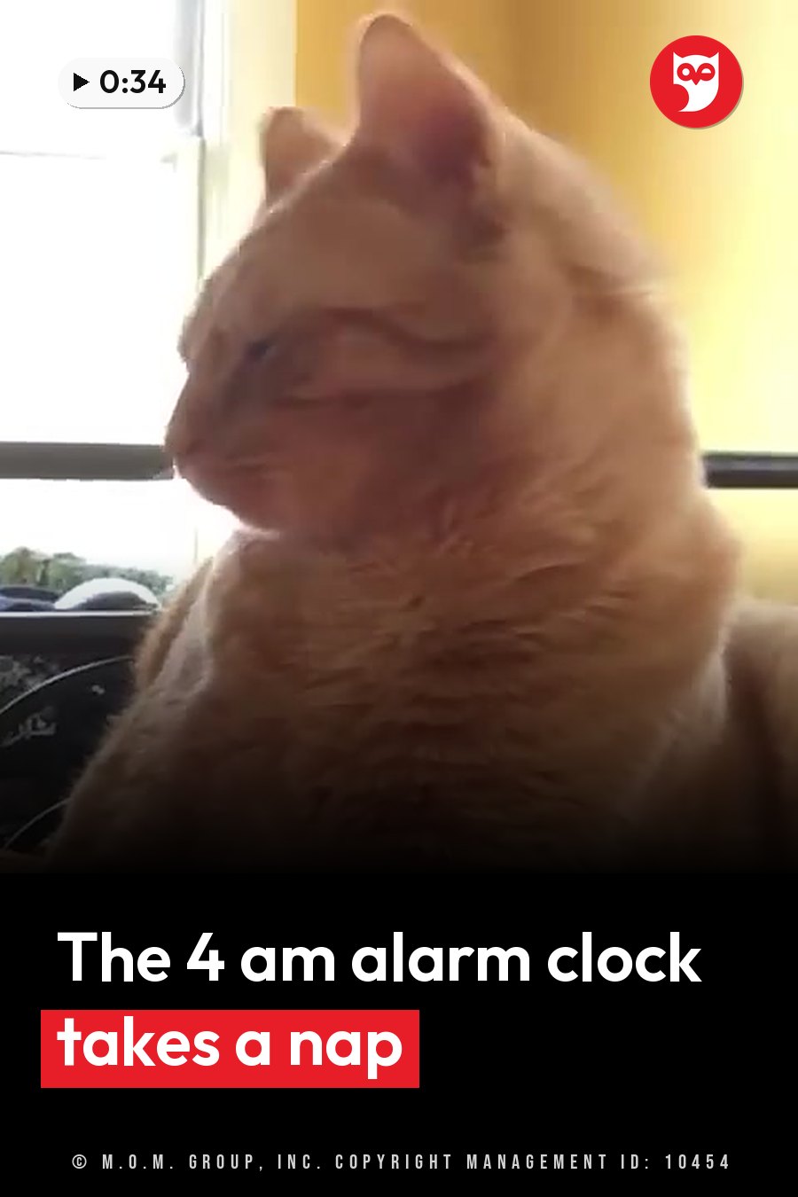 Italics, a fluffy orange cat, sits near a window with his head turned to one side and his eyes partly closed. A headline runs in white letters across the lower third.