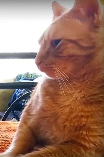 An adult male interacting with an orange tabby cat in a home setting during daytime.