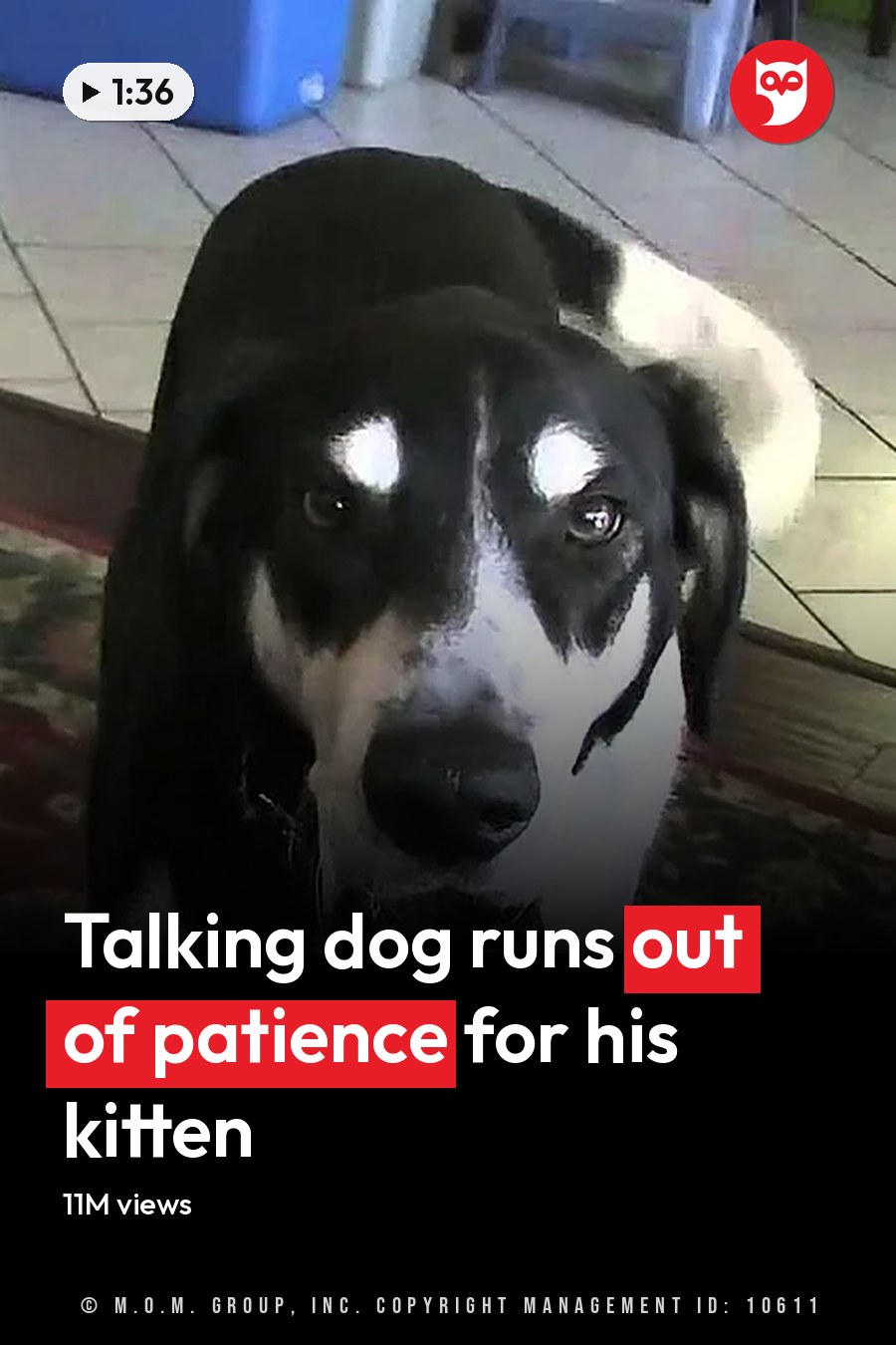A black-and-white dog sits on a rug indoors, looking up with its mouth open. The headline runs in white letters across the lower third.