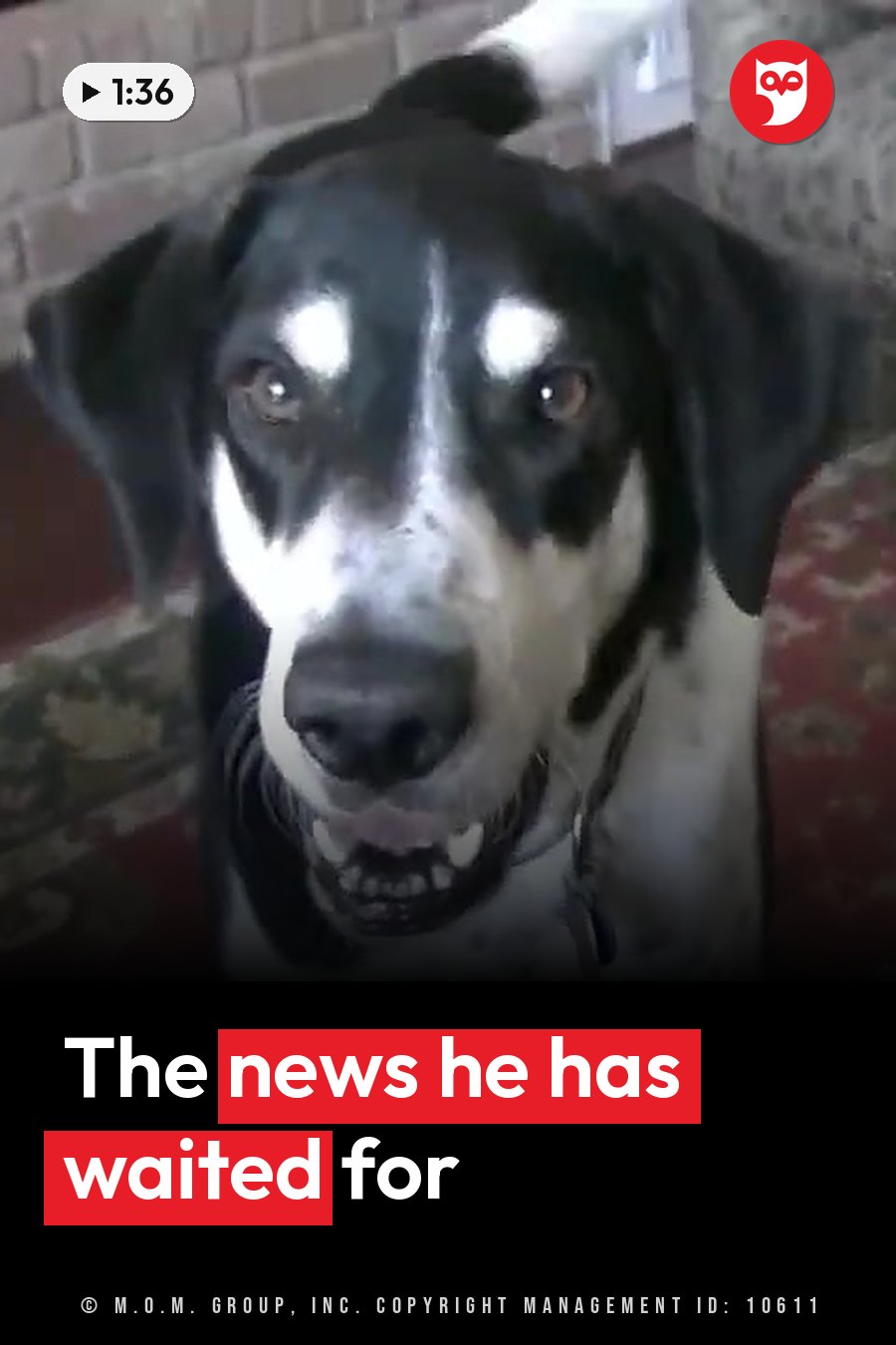 A black-and-white dog with floppy ears sits on a patterned rug by a brick wall, looking ahead with his mouth slightly open. A headline runs in white letters across the lower third.