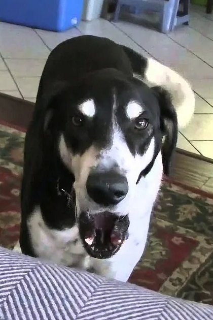 A black-and-white dog sits on a rug indoors, looking up with its mouth open.